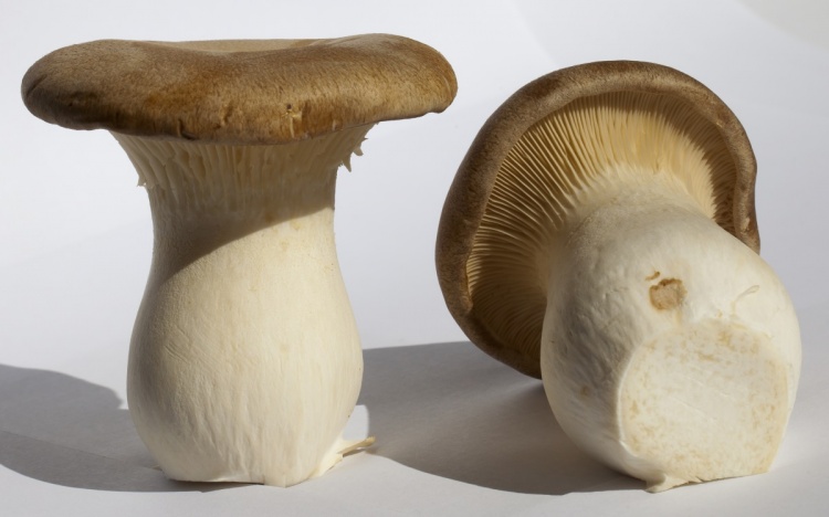 Маринованные степные белые грибы