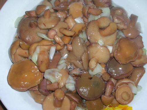 Фото Консервируем маслята: маринованные и соленые грибы на зиму №1